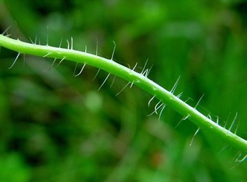 Vascular land plants have stem tissues that enable circulation of liquids and nutrients.