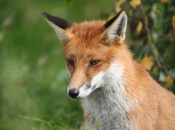 Fox Hunting & Eating Habits