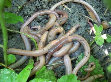 Earthworms possess closed circulatory systems.