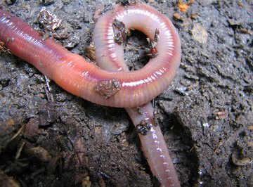 segmented worms