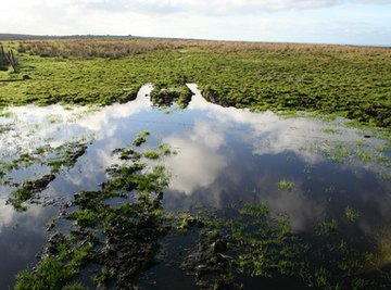 Standing water can be a sign of a high water table.