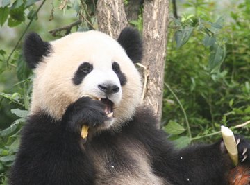 The Complete Life Cycle of the Giant Panda