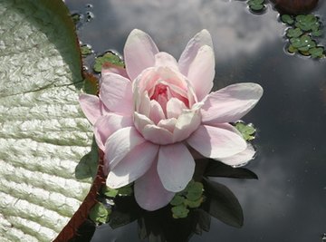 The water lily is an example of a plant that grows in the water.