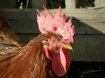 Hylauronic acid is purified from the comb of roosters, among other sources.