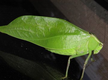Leaf insects eat a diet mostly consisting of leaves, and sometimes mistakenly, each other. 