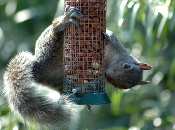 Types of Rodents in California