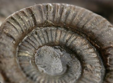 Central Texas is an excellent location to rock hunt for fossils.