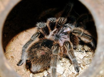 Poisonous Spiders in China