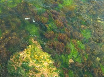 The term golden algae is applied to over 1,200 seperate organisms.