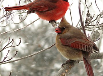 Why Do Male Cardinals Feed Female Cardinals?