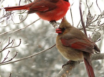 Blue jay and cardinal in snow storm.