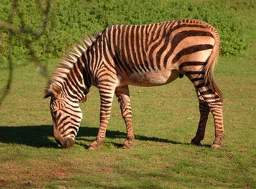 Zebra Breeding Facts