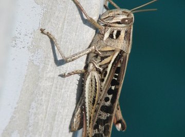 Crickets chirp to attract a mate.