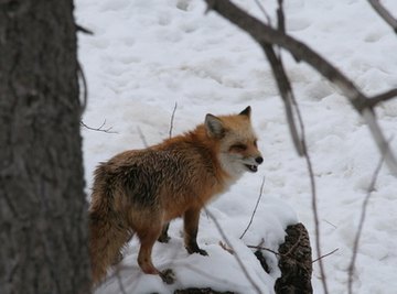 How to Identify Animal Tracks of a Fox