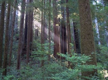 The Average Height of Redwood Trees