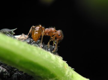 Ant colonies derive from fertile queens.