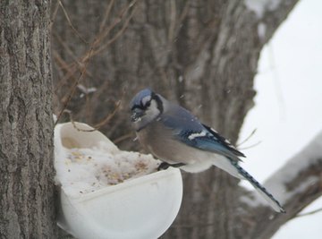 Different Types of Wild Blue Jay Birds