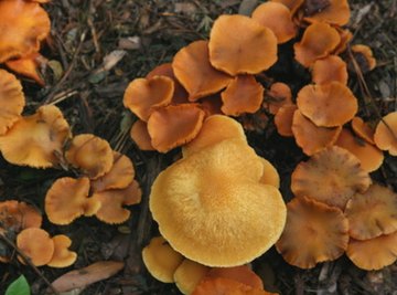 Mushroom Hunting in Austin, Texas