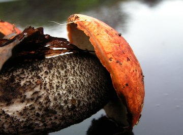 Mushroom Hunting in North Idaho