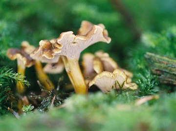 Mushroom Hunting in Colorado