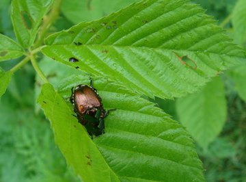 June bugs are nocturnal and feed on foliage.