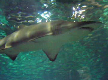 Sharks are among the top predators in the food chain.