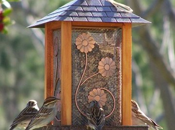 How Do Birds Find Bird Feeders?