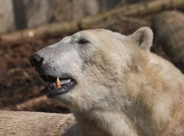 15 Different Types of Animals Found in Taiga Biome - Conserve Energy Future