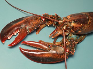 What Are the Main Predators of Lobsters?