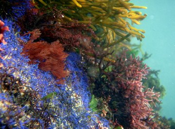 All marine plants require sunlight to live.