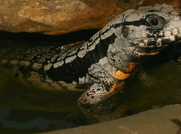 Animals That Live in the Sand