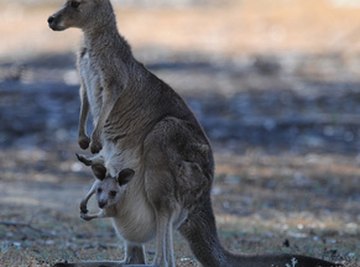 What Is a List of Mammals With Pouches?