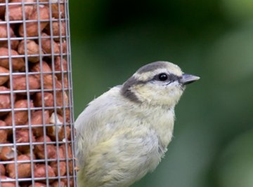 Attracting Birds to Your Feeder - Yard Envy