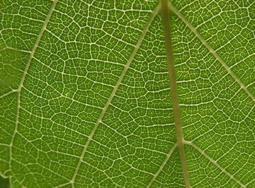 Chlorophyll gives leaves their green color.