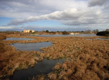 How to Create a 3D Wetland Diorama