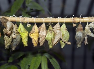 Types of Cocoons