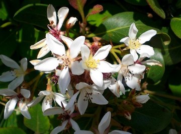 Preschool Lessons That Teach the Parts of a Flower