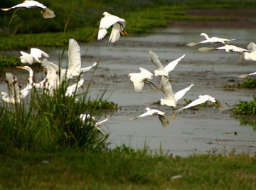 Native Birds That Live in Florida