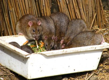 Bird Feeders & Rats