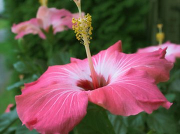 Top Secret of Getting Flowers Everyday From HIBISCUS 