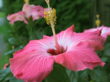 What Are the Adaptations of the Hibiscus Plant?