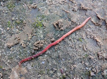 Cephalization of Earthworms