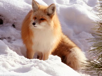 Red Fox  National Geographic