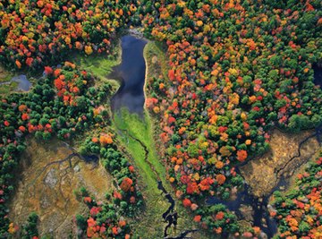 Ecosystems of wetlands support a diverse range of plant and animal life.