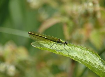 Visit a museum that has exhibits of insects if possible.