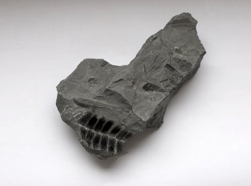 Plant fossils can be either two- or three-dimensional.