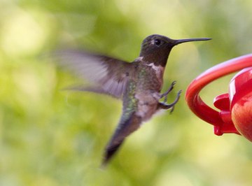 Lifespan of the Hummingbird