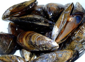 Types of Mussels