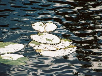 Aquatic plants comes in a large variety of shapes and forms.