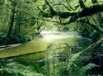 Facts About Tropical Rainforest Plants